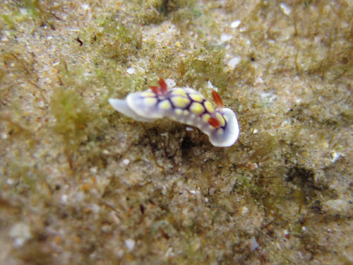 Goniobranchus conchyliatus