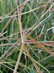 Carex virgata