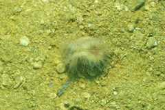 Heteropsammia cochlea