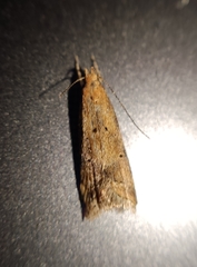 Brachmia blandella