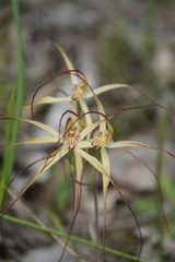 Caladenia straminichila