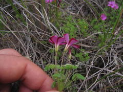 Oxalis heterophylla