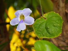 Thunbergia grandiflora