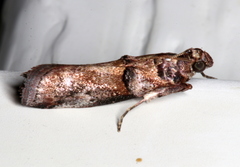 Conobathra hemichlaena