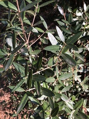 Phillyrea latifolia media