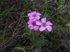 Oxalis heterophylla