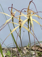 Caladenia straminichila