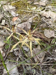 Caladenia straminichila