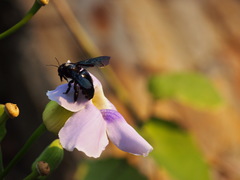 Thunbergia grandiflora