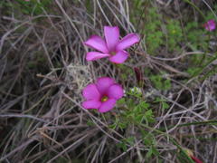 Oxalis heterophylla