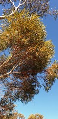 Eucalyptus gracilis