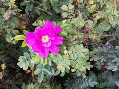 Rosa rugosa