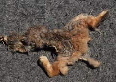 Pronolagus saundersiae