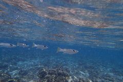 Ellochelon vaigiensis