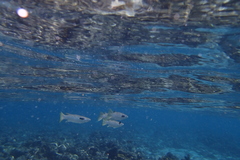 Ellochelon vaigiensis