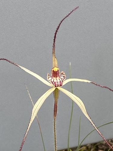 Image of Caladenia straminichila by (c) John Van Den Nouwelant, some rights reserved (CC BY)