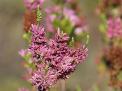 Erica verticillata