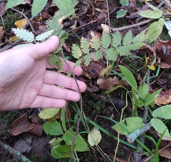 Sorbus aucuparia