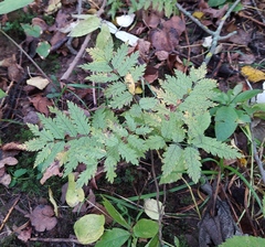 Sorbus aucuparia