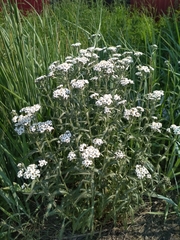 Achillea alpina camtschatica