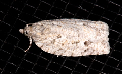 Acropolitis canana