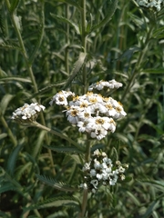 Achillea alpina camtschatica