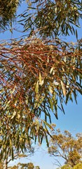 Eucalyptus gracilis