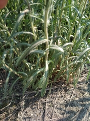 Achillea alpina camtschatica