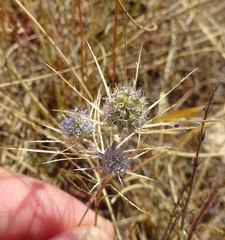 Eryngium tenue