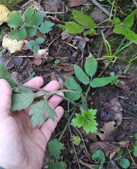 Ranunculus repens