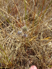 Eryngium tenue