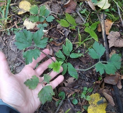 Ranunculus repens