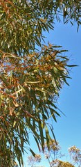 Eucalyptus gracilis