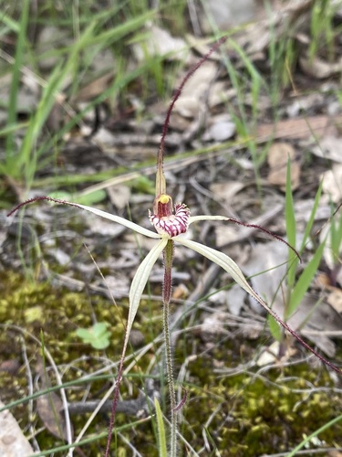 Image of Caladenia straminichila by (c) John Van Den Nouwelant, some rights reserved (CC BY)