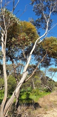 Eucalyptus gracilis