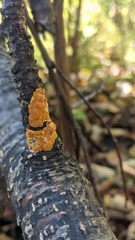 Peniophora aurantiaca