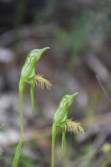 Pterostylis unicornis