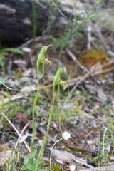 Pterostylis unicornis