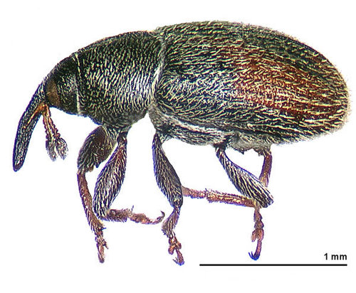Plantain Weevil