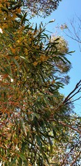 Eucalyptus gracilis