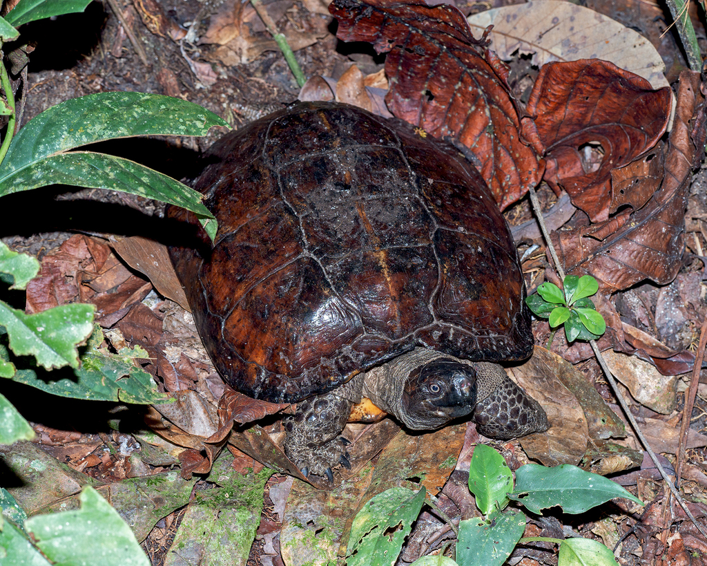 Spiny Terrapin in September 2021 by MSone · iNaturalist