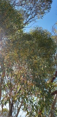 Eucalyptus gracilis