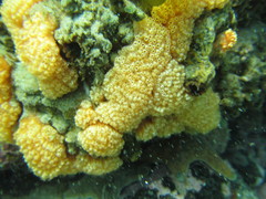 Aplidium benhami