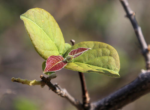 Combretum mossambicense image