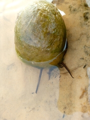 Gastropoda