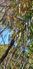 Eucalyptus gracilis