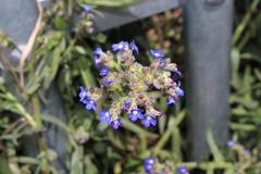 Anchusa capensis