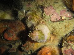 Asterocarpa coerulea