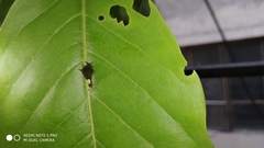 Graphium agamemnon