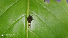 Graphium agamemnon